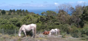 Trees&Seas tented camp